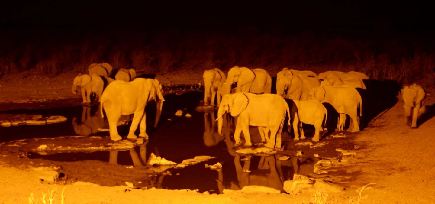 The watering hole at Etosha National Park